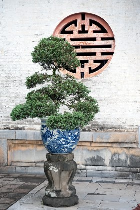 Bonsai Poznań