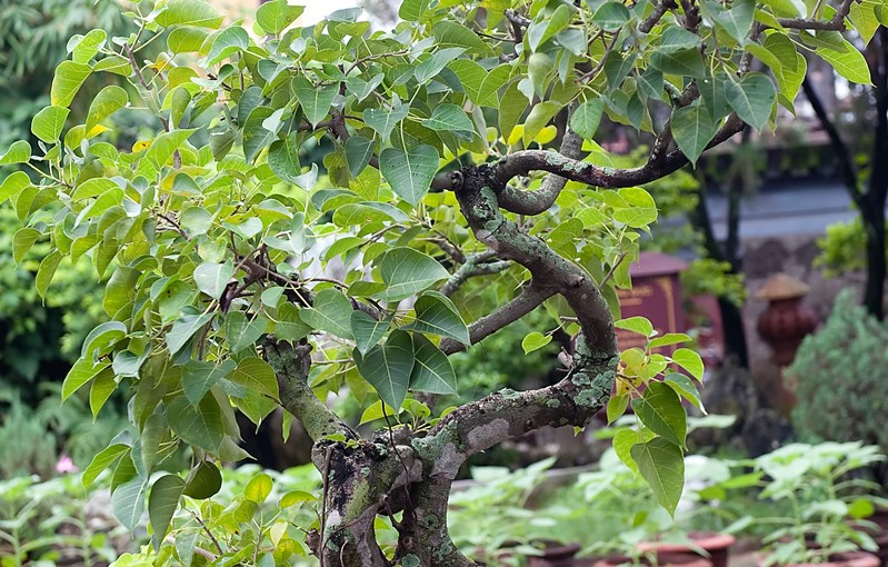 Nawożenie bonsai