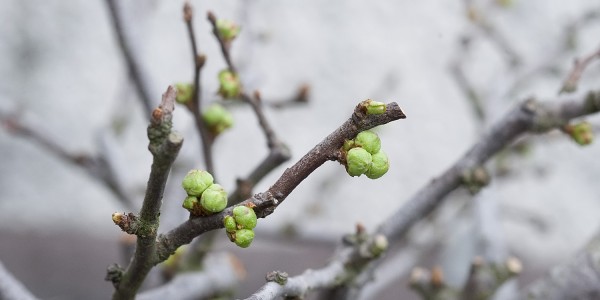 Pąki pigwowca japońskiego bonsai