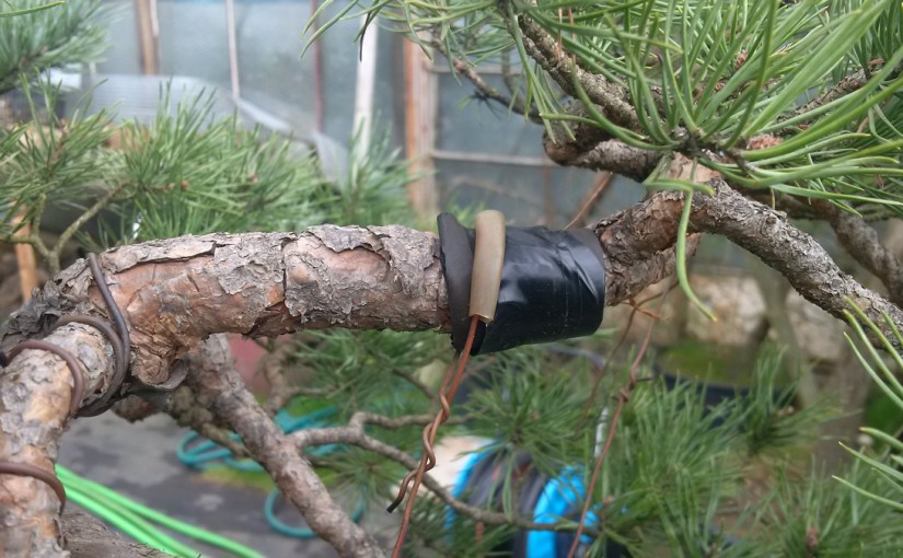 Formowanie bonsai przez zakładanie odciągów