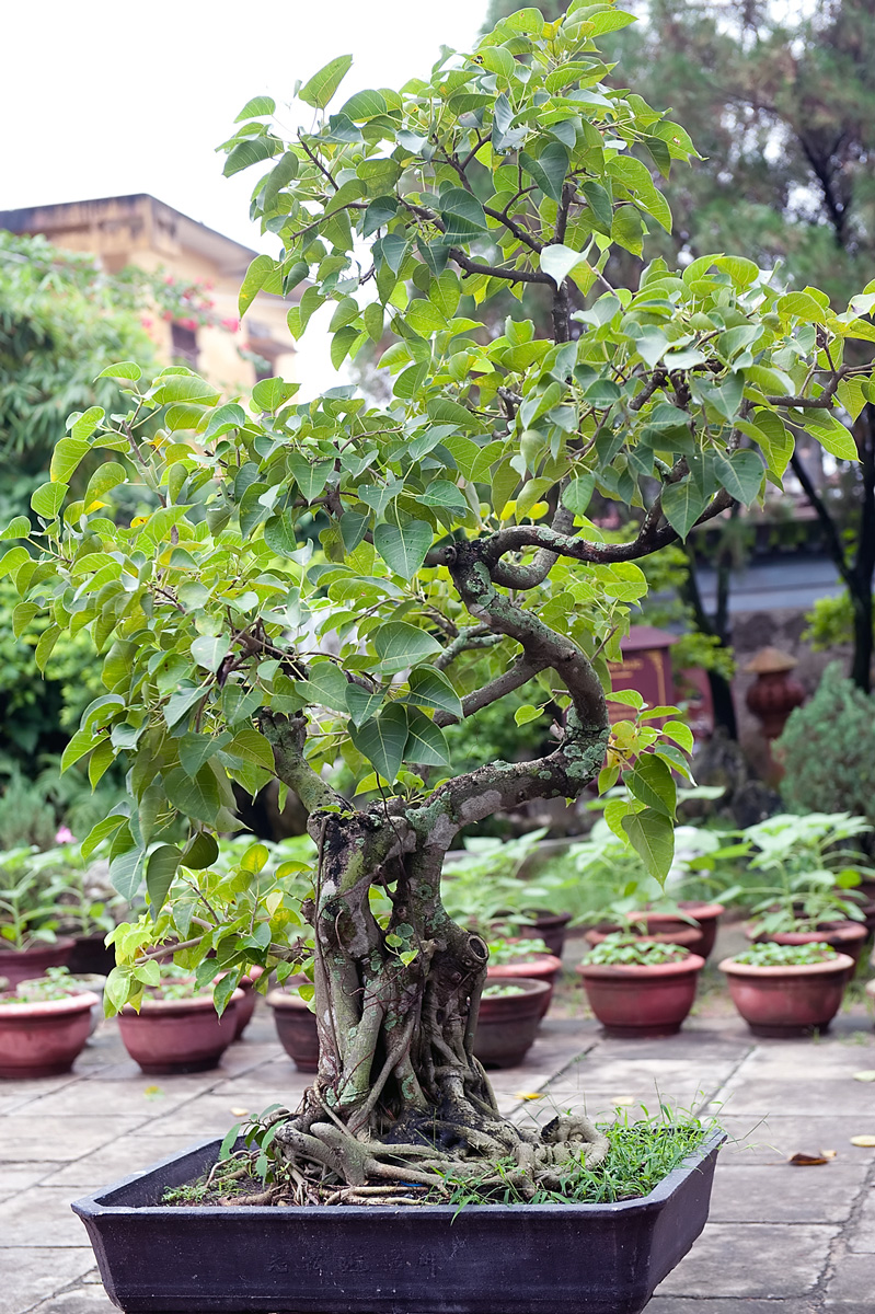 Nawoenie bonsai | Kocham bonsai blog