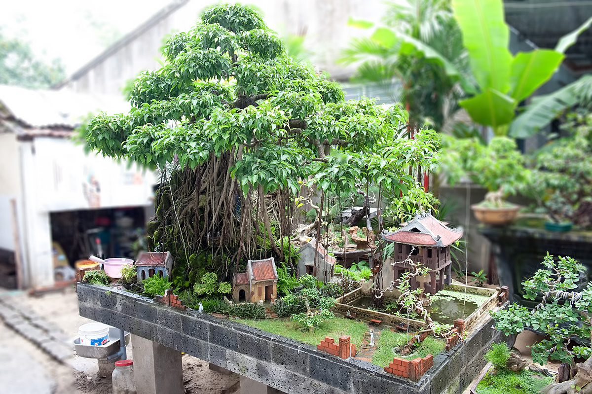 Podlewanie bonsai | Kocham bonsai blog