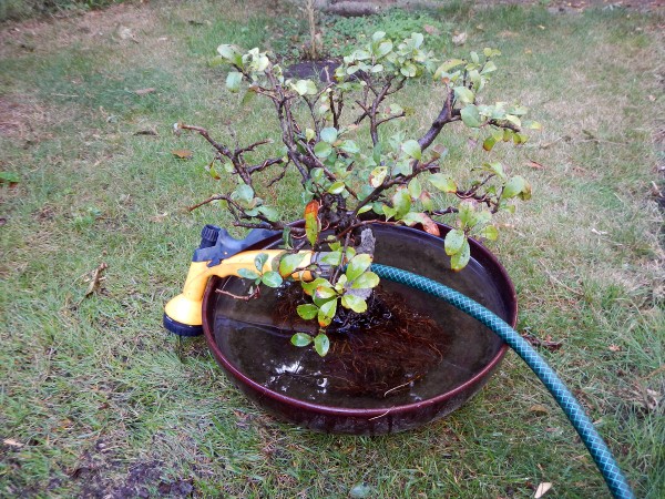 Zestaw ogrodowy do usuwania starej ziemi z drzewek bonsai :-)