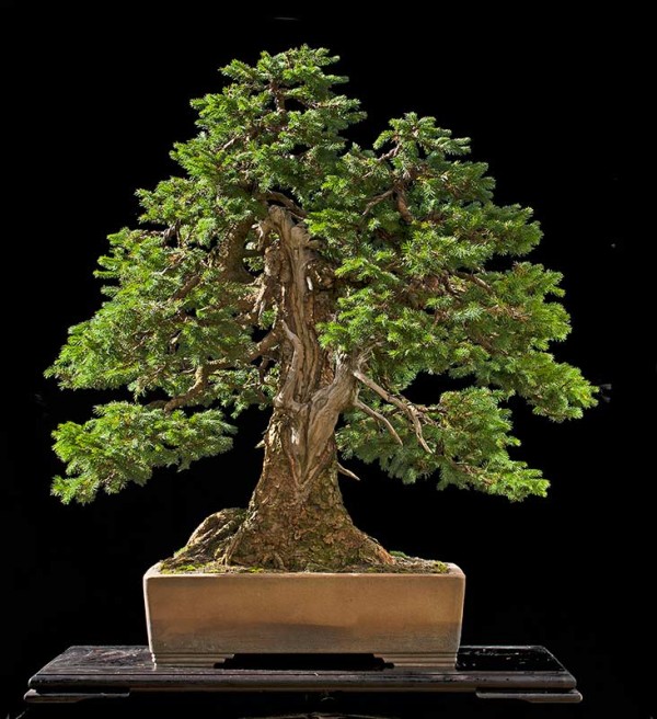 Bonsai najbliższy Walterowi Pallowi