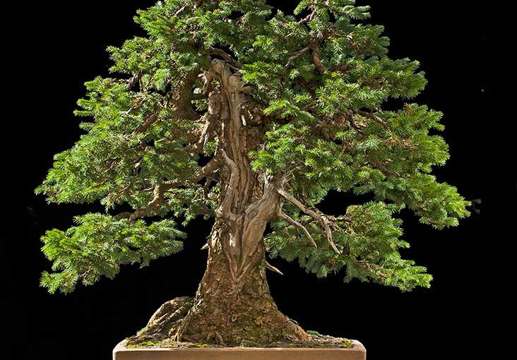 Moje najukochańsze bonsai – Walter Pall