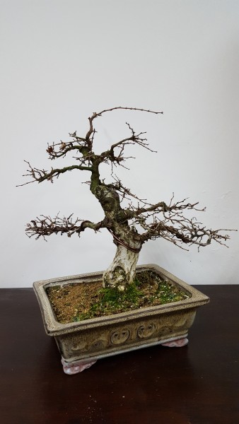 Pre-bonsai Grab koreański