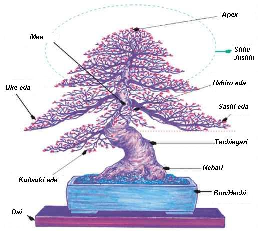 Japońskie pojęcia związane z budową drzewka bonsai