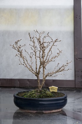 Bonsai wczesna wiśnia w listopadzie