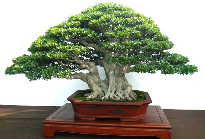 Korona i gałęzie drzewka bonsai