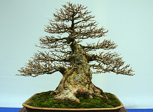 Miki – pień bonsai