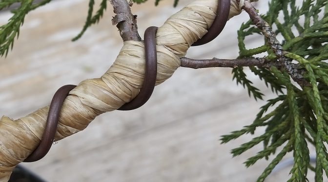 Częste błędy podczas drutowania bonsai