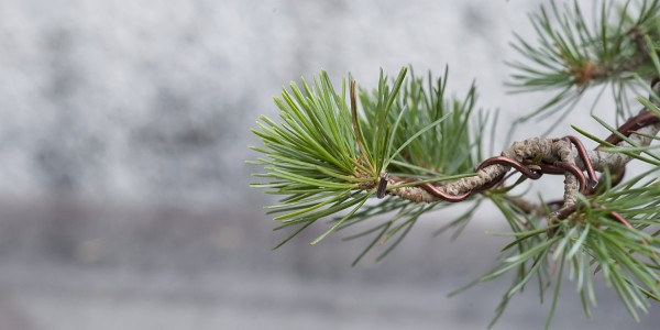 Igły sosny górskiej prowadzonej jako bonsai.