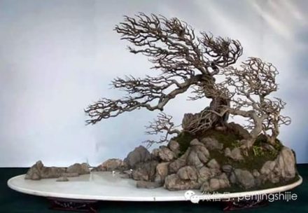 styl-smagany-wiatrem-bonsai