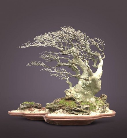 Style bonsai - Fukinagashi - drzewo ukształtowane przez wiatr