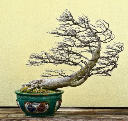 Bonsai z pniem wygiętym pod wiatr.