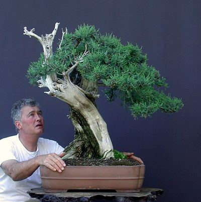 Pozyskiwanie materiału na bonsai z natury