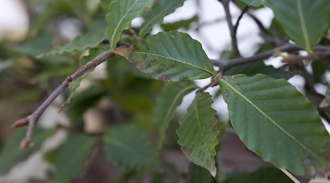 Dlaczego moje bonsai traci liście. Co robić?