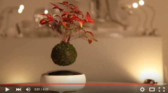 Bonsai unoszące się w powietrzu