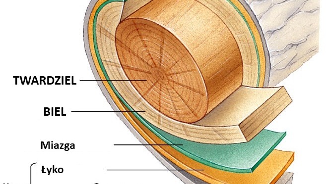 Podstawowe pojęcia z anatomii i fizjologii drzew dla bonsaistów