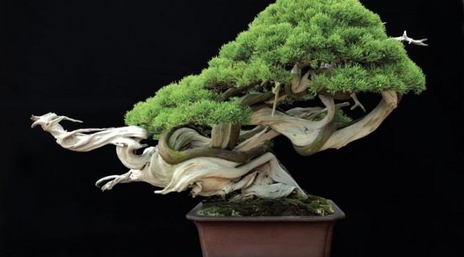 Doskonalenie bonsai