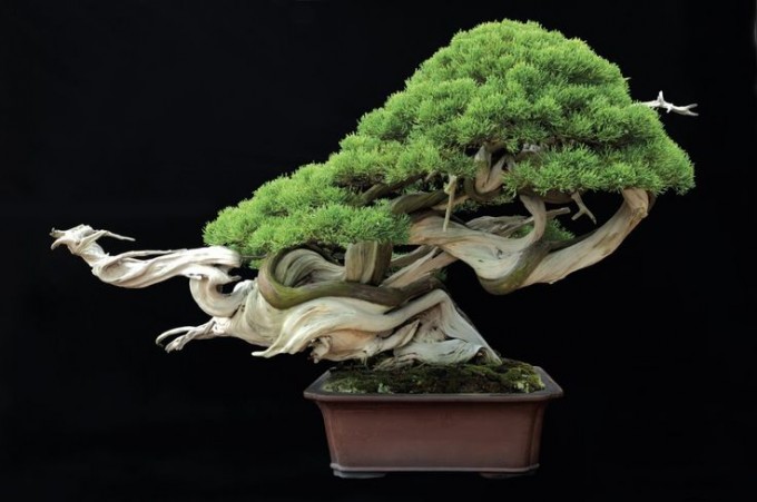 Bonsai "Smok w locie" - Masahiko Kimura