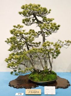 styl-bonsai-Yamayori-yamayose