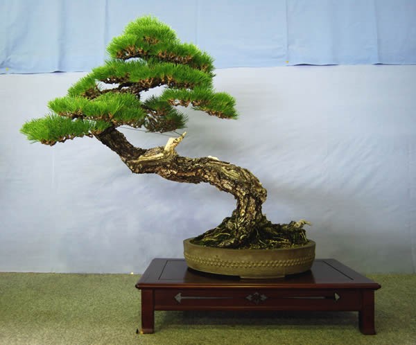 Bonsai Styl Shakan