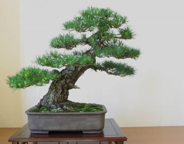 styl bonsai shakan