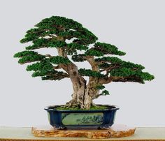 styl-bonsai-sokan-podwojny-pien-2