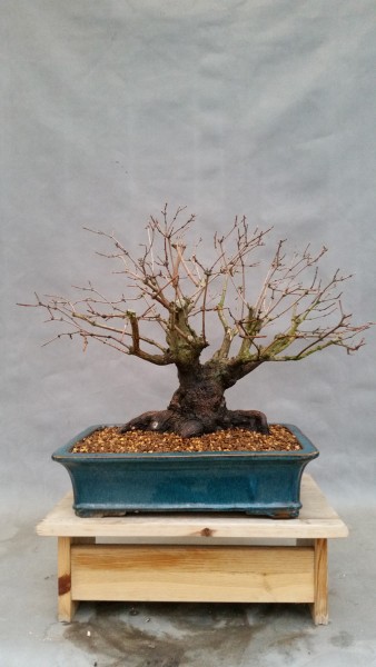 szkola-bonsai-07