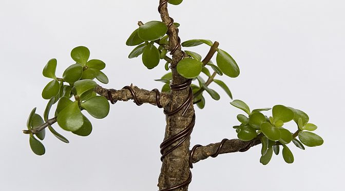 Portulacaria afra – wiosna 2016