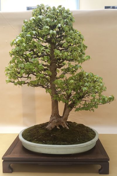 Bonsai - Klon buegera - Wlodzimierz Pietraszko