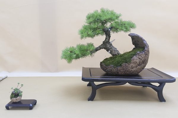 Bonsai - Modrzew europejski - Tomasz Sobczak