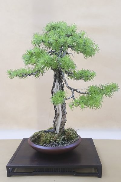 Bonsai - Modrzew europejski - Michał Maławski