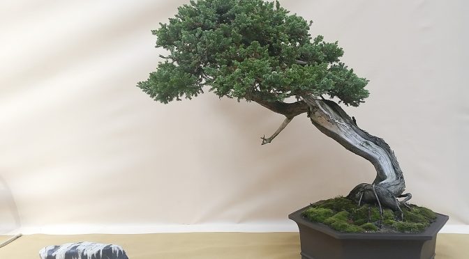 3 gatunki bonsai dla początkujących do uprawy na zewnątrz