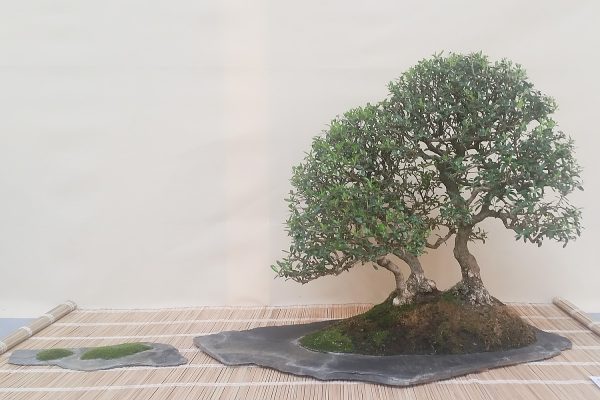 Bonsai - Oliwka europejska - Vaclaw Novak