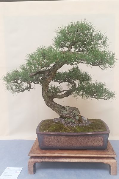 Bonsai - Sosna pospolita - Moroslav Horsky