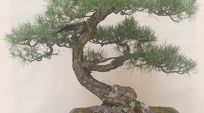 Przesadzanie bonsai latem