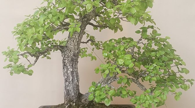 Pielęgnacja starszych drzew bonsai