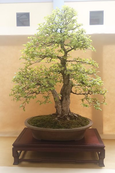 Bonsai - Grab koreański - Wlodzimierz Pietraszko