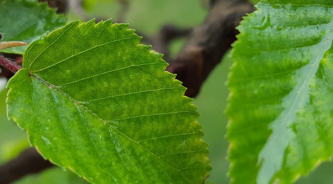 Chloroza liści – liście żółkną pomiędzy nerwami