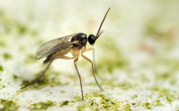 Ziemiórki – małe muszki z groźnymi larwami