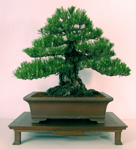 japonska-sosna-czarna-pinus-thunbergii