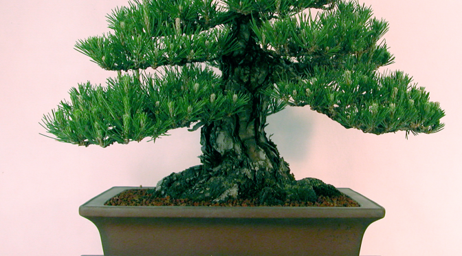 Quiz bonsai [2]