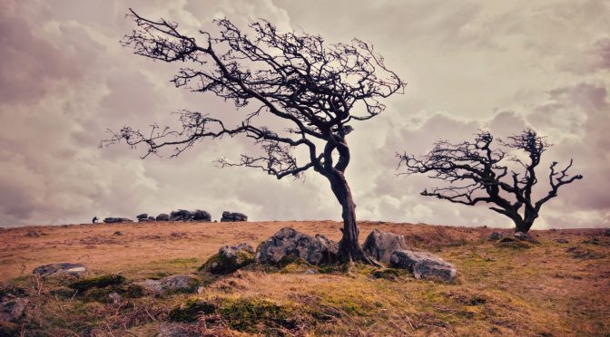 Aaaale… czy warto i jak zacząć przygodę z bonsai?