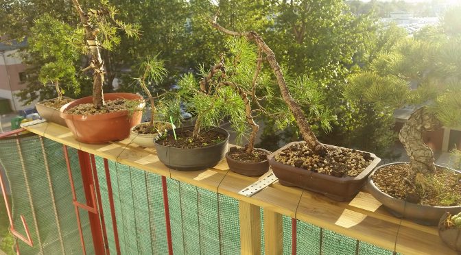 Jakie gatunki bonsai nadają się na południowy balkon?