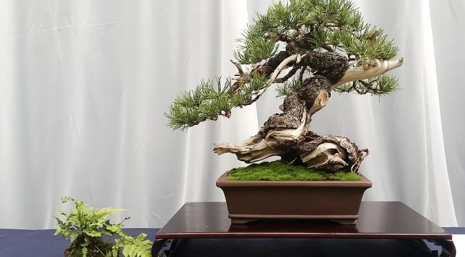 Fotorelacja z wystawy bonsai w Łodzi (30.09 – 02.10.2016)