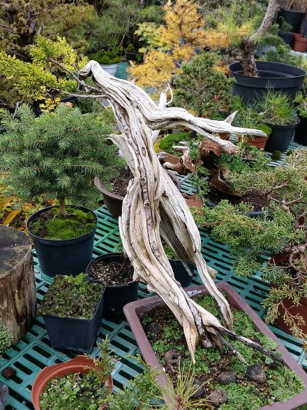 Tanuki to jedna z technik bonsai, którymi Jacek Grzelak interesuje