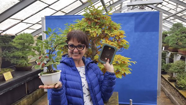 bonsai-piotr-czerniachowski-akina-walbrzych-palmiarnia-10102016-002