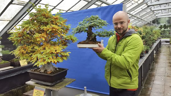 Piotr Bryja z grabem z Akina Bonsai